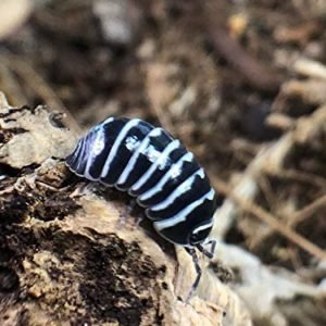 Zebra Isopods