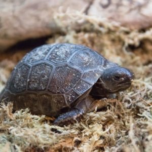 Baby Aldabra Tortoise