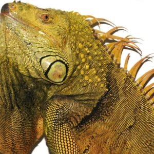 5-6 Foot Green Iguanas
