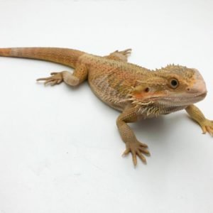 Adult Male Hypo Sunfire Bearded Dragon