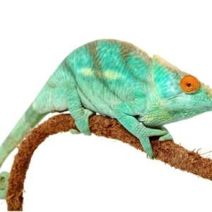 Parson’s Chameleon