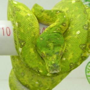 Adult Biak Green Tree Python