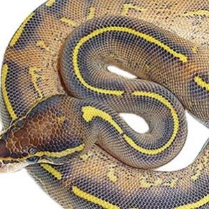 Pastel Highway Ball Python