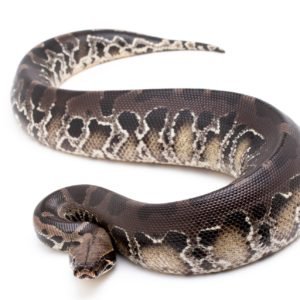 Baby Black Blood Python