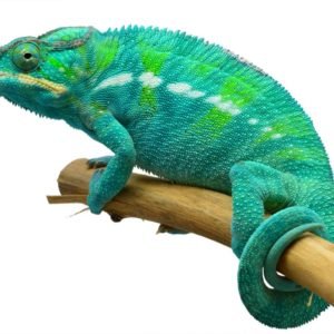 Nosy Be Panther Chameleon