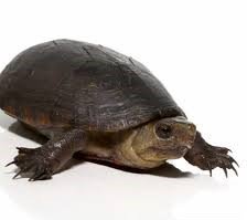 Florida Mud Turtle
