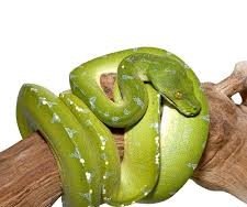 Sorong Green Tree Python #3