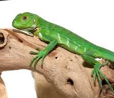 Baby Lesser Antillean Iguana