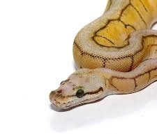 Baby Spinnerblast Scaleless Head Ball Python