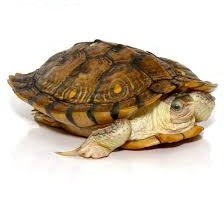 Hybino Red Ear Slider Turtle