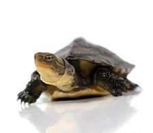 Baby Asian Yellow Pond Turtle