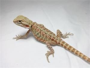 Baby Blue Bar Leatherback Hypo Bearded Dragon