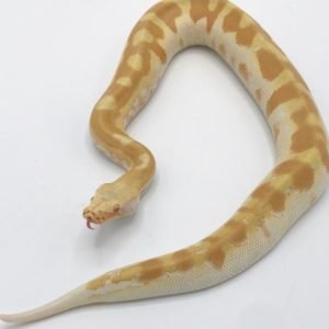 Baby Sumatran Blood Python