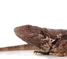 Oaxacana Spiny tail iguana