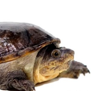 Narrow-Bridged Mexican Musk Turtle