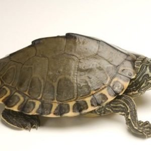 Yearling Pearl River Map Turtle