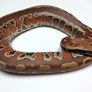 Sumatran Blood Python