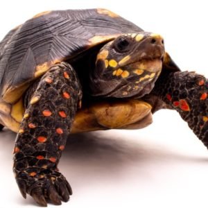 Yearling Redfoot Tortoise