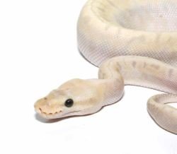 Bamboo GHI Pinstripe Ball Python