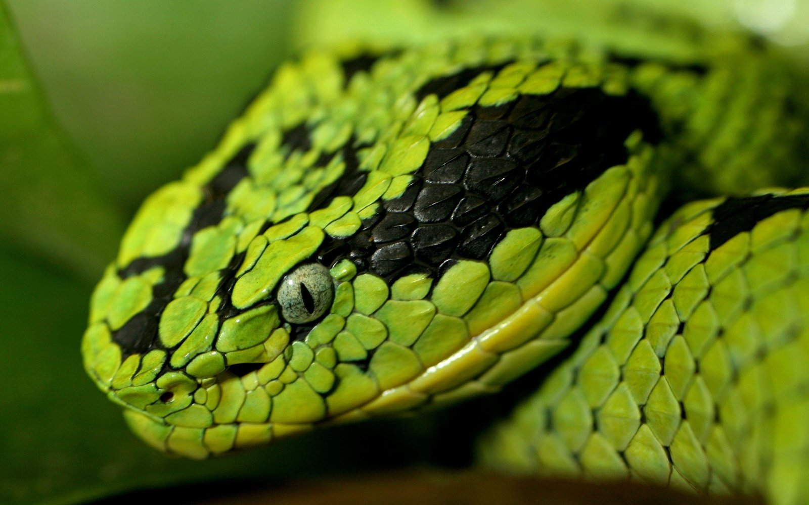 wp1938204-reptiles-wallpapers