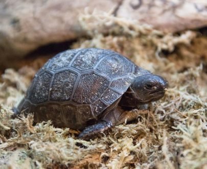 Baby Aldabra Tortoise