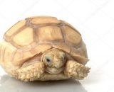 Baby Ivory Sulcata Tortoise