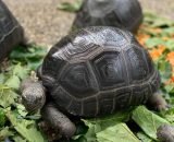 Aldabra Tortoise for sale