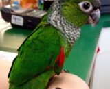 Black Capped Conure