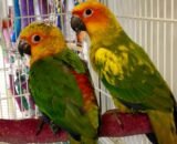 Jenday Conure for sale