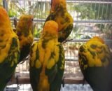 Golden Conure