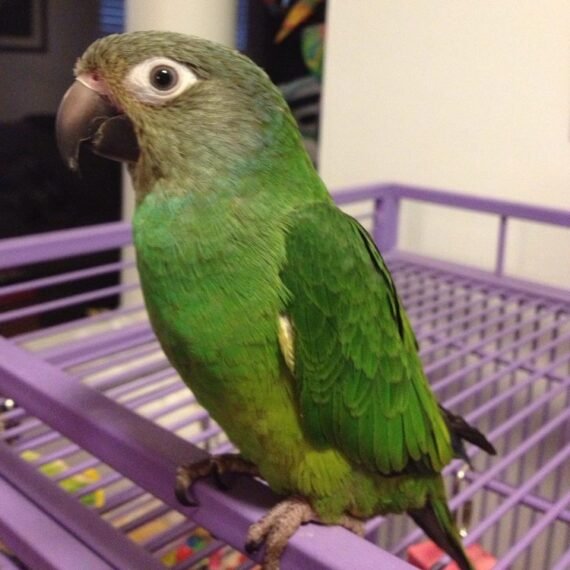 Dusky Headed Conure