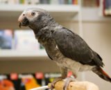 Timneh African Grey Parrot