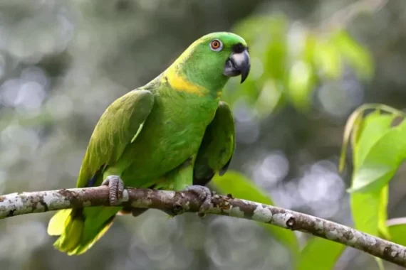 Double Yellow Headed Amazon