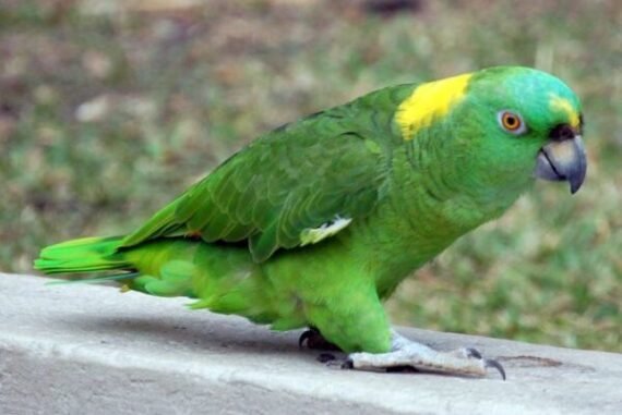 Yellow Naped Amazon